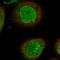 PHD Finger Protein 20 antibody, HPA029621, Atlas Antibodies, Immunofluorescence image 