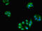 Grx antibody, LS-C285514, Lifespan Biosciences, Immunofluorescence image 
