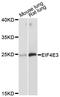 Eukaryotic Translation Initiation Factor 4E Family Member 3 antibody, LS-C748899, Lifespan Biosciences, Western Blot image 