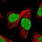 YY1 Associated Factor 2 antibody, NBP1-89444, Novus Biologicals, Immunofluorescence image 