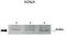 Breast Carcinoma Amplified Sequence 4 antibody, orb75372, Biorbyt, Western Blot image 