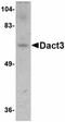 Dishevelled Binding Antagonist Of Beta Catenin 3 antibody, orb75089, Biorbyt, Western Blot image 