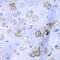 40S ribosomal protein S3a antibody, 19-919, ProSci, Immunohistochemistry frozen image 