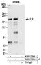 Sperm Associated Antigen 9 antibody, A300-337A, Bethyl Labs, Immunoprecipitation image 