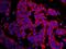 Protein CASC3 antibody, IHC-00690, Bethyl Labs, Immunofluorescence image 