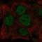 hINO80 antibody, HPA041417, Atlas Antibodies, Immunofluorescence image 