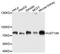 UDP Glucuronosyltransferase Family 1 Member A6 antibody, orb373029, Biorbyt, Western Blot image 