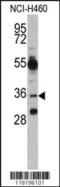 Homeobox protein engrailed-2 antibody, LS-C167754, Lifespan Biosciences, Western Blot image 