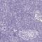 MYO6 antibody, PA5-57290, Invitrogen Antibodies, Immunohistochemistry frozen image 