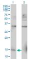 Ribosomal Protein L30 antibody, H00006156-M04, Novus Biologicals, Western Blot image 