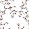 Ring Finger Protein 2 antibody, LS-C334144, Lifespan Biosciences, Immunohistochemistry paraffin image 