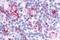 Neuropeptide FF Receptor 1 antibody, NLS1903, Novus Biologicals, Immunohistochemistry paraffin image 