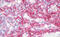Endoglin antibody, MBS249075, MyBioSource, Immunohistochemistry frozen image 