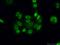 CWC15 Spliceosome Associated Protein Homolog antibody, 25293-1-AP, Proteintech Group, Immunofluorescence image 