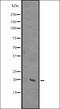 SIVA1 Apoptosis Inducing Factor antibody, orb335178, Biorbyt, Western Blot image 