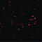 Presenilin Associated Rhomboid Like antibody, LS-B5095, Lifespan Biosciences, Immunofluorescence image 
