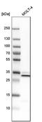 Vesicle-associated membrane protein-associated protein A antibody, HPA009174, Atlas Antibodies, Western Blot image 