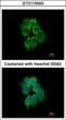 Actin Related Protein 2/3 Complex Subunit 1B antibody, GTX115343, GeneTex, Immunocytochemistry image 
