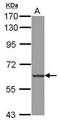 MEFV Innate Immuity Regulator, Pyrin antibody, PA5-28397, Invitrogen Antibodies, Western Blot image 