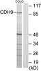 Cadherin 9 antibody, LS-C119421, Lifespan Biosciences, Western Blot image 