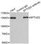 Elongation Factor Tu GTP Binding Domain Containing 2 antibody, orb247760, Biorbyt, Immunoprecipitation image 
