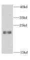 RAB24, Member RAS Oncogene Family antibody, FNab07007, FineTest, Western Blot image 