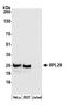 60S ribosomal protein L29 antibody, A305-055A, Bethyl Labs, Western Blot image 