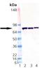 Protein disulfide-isomerase A4 antibody, LS-B3756, Lifespan Biosciences, Western Blot image 