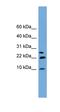 Neuronatin antibody, orb325280, Biorbyt, Western Blot image 