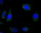 Wnt Family Member 5A antibody, NBP2-75714, Novus Biologicals, Immunocytochemistry image 