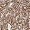 Coiled-Coil Domain Containing 190 antibody, NBP1-82672, Novus Biologicals, Immunohistochemistry frozen image 