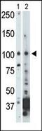 NIMA Related Kinase 9 antibody, 63-383, ProSci, Western Blot image 