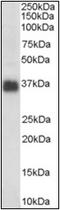 Clusterin antibody, AP22475PU-N, Origene, Western Blot image 
