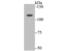 Exportin-5 antibody, NBP2-75484, Novus Biologicals, Western Blot image 