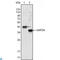 Protein Wnt-10b antibody, LS-C812799, Lifespan Biosciences, Western Blot image 