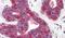 Surfeit 4 antibody, PA5-34229, Invitrogen Antibodies, Immunohistochemistry frozen image 
