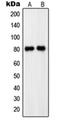 Phosphodiesterase 4C antibody, orb214369, Biorbyt, Western Blot image 
