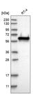 Glutamate Rich 5 antibody, HPA025070, Atlas Antibodies, Western Blot image 