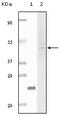 Fibulin 5 antibody, M02317, Boster Biological Technology, Western Blot image 