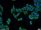 Putative disintegrin and metalloproteinase domain-containing protein 5 antibody, 22147-1-AP, Proteintech Group, Immunofluorescence image 