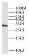 Cytochrome C Oxidase Copper Chaperone COX11 antibody, FNab01892, FineTest, Western Blot image 