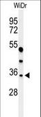 MAF BZIP Transcription Factor A antibody, LS-C163963, Lifespan Biosciences, Western Blot image 