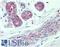 Solute Carrier Family 4 Member 2 antibody, LS-A9263, Lifespan Biosciences, Immunohistochemistry frozen image 