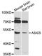 Acid Sensing Ion Channel Subunit Family Member 5 antibody, abx125540, Abbexa, Western Blot image 