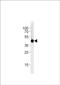 Interferon regulatory factor 2-binding protein 2-A antibody, PA5-72643, Invitrogen Antibodies, Western Blot image 