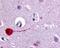 Muscarinic acetylcholine receptor M3 antibody, 48-117, ProSci, Immunohistochemistry frozen image 