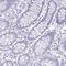 Enkurin, TRPC Channel Interacting Protein antibody, HPA037593, Atlas Antibodies, Immunohistochemistry frozen image 