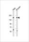Nischarin antibody, 61-350, ProSci, Western Blot image 