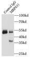 Mitochondrial Ribosomal Protein S35 antibody, FNab05362, FineTest, Immunoprecipitation image 