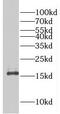 Eukaryotic Translation Initiation Factor 5A2 antibody, FNab02729, FineTest, Western Blot image 